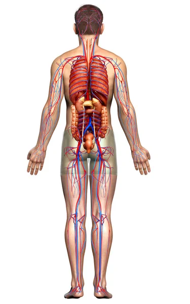 Renderizado Ilustración Médicamente Precisa Los Órganos Internos Masculinos Sistema Circulatorio — Foto de Stock