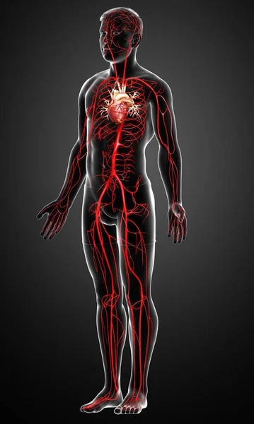 Renderizado Ilustración Médicamente Precisa Las Arterias Masculinas — Foto de Stock