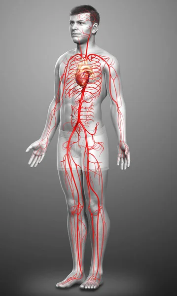 Gerenderte Medizinisch Korrekte Darstellung Männlicher Arterien — Stockfoto