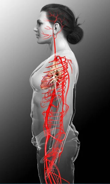 Renderizado Ilustración Médicamente Precisa Las Arterias Femeninas — Foto de Stock