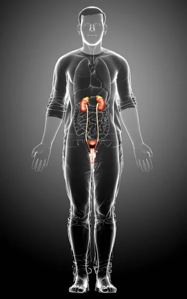 Rendered Medically Accurate Illustration Kidneys — Stock Photo, Image