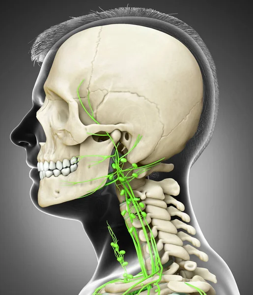 Rendered Medically Accurate Illustration Male Face Lymphatic System Skeleton System — Stock Photo, Image