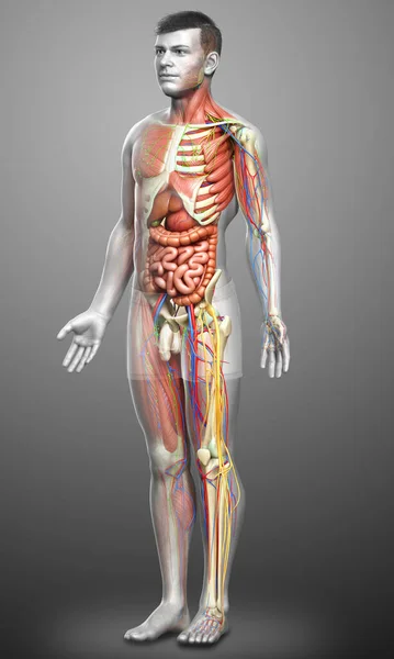 Rendered Medically Accurate Male Anatomy — Stock Photo, Image