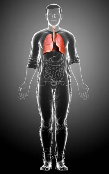 Renderowana Medycznie Dokładna Ilustracja Męskiej Anatomii Płuc — Zdjęcie stockowe