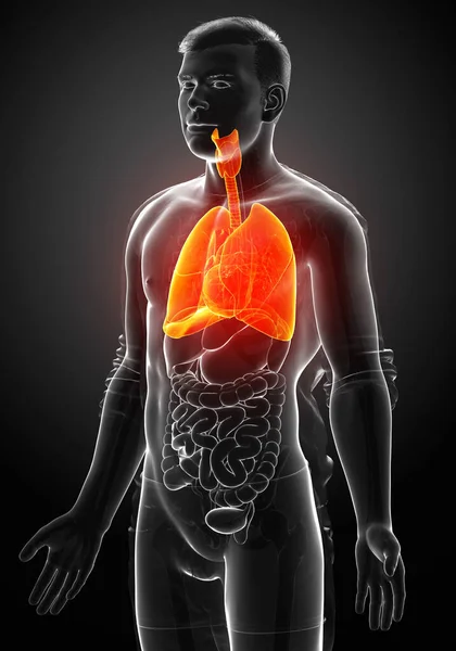 3Dレンダリング 男性の肺の解剖学の医学的に正確なイラスト — ストック写真