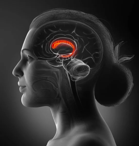 Renderizado Ilustración Médicamente Precisa Una Anatomía Del Cerebro Femenino Núcleo — Foto de Stock