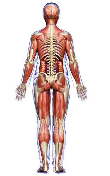 Resi Medicalmente Accurati Dell Anatomia Femminile — Foto Stock