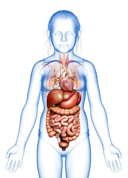 Візуалізована Медично Точна Ілюстрація Молодої Дівчини Система Травлення Серце — стокове фото