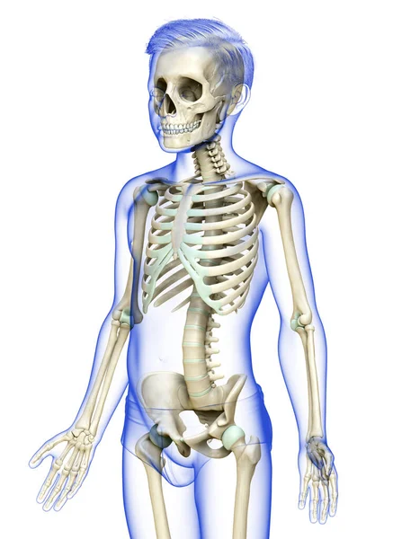 Återges Medicinskt Korrekt Illustration Ung Pojke Skelett System — Stockfoto