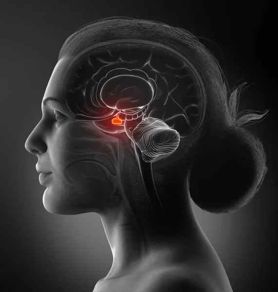 Representación Médica Ilustración Una Mujer Anatomía Cerebral Glándula Pituitaria Sección — Foto de Stock