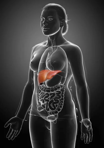 3Dレンダリング 女性の肝臓解剖学の医学的に正確なイラスト — ストック写真