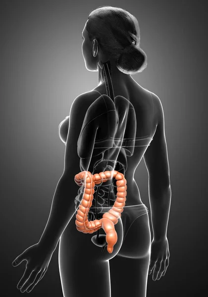 Renderizado Ilustração Medicamente Precisa Anatomia Intestino Grosso Feminino — Fotografia de Stock