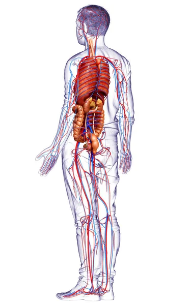 3D对男性内脏器官和循环系统进行了准确的医学描述 — 图库照片