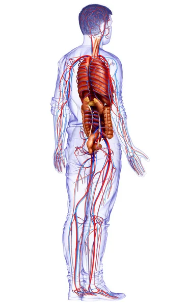 Renderizado Ilustración Médicamente Precisa Los Órganos Internos Masculinos Sistema Circulatorio —  Fotos de Stock