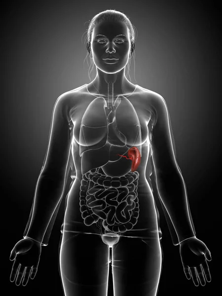 Weergegeven Medisch Nauwkeurige Illustratie Van Een Vrouwelijke Milt Anatomie — Stockfoto