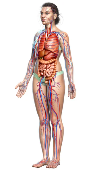 Representa Ilustración Médicamente Precisa Del Sistema Circulatorio Femenino Los Órganos — Foto de Stock