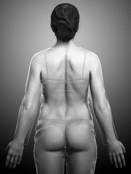 Rendered Illustration Female Body — Stock Photo, Image