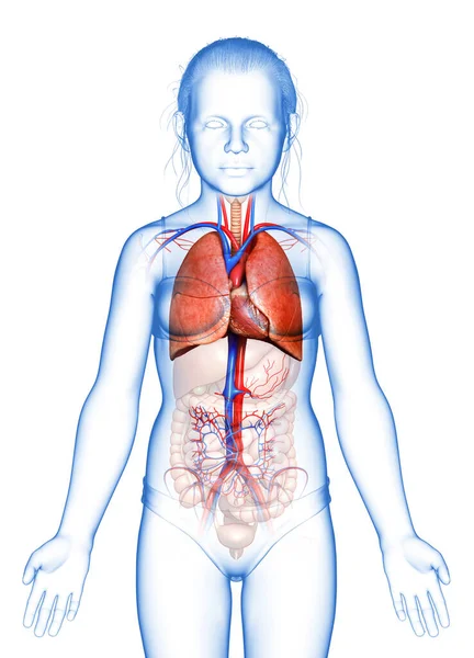 Boyutlu Tıbbi Olarak Genç Bir Kızın Akciğer Anatomisini Gösteriyor — Stok fotoğraf