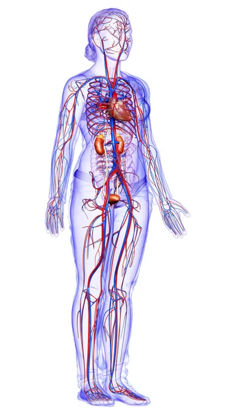 Gerenderte Medizinisch Korrekte Darstellung Der Weiblichen Nieren Und Des Kreislaufsystems — Stockfoto