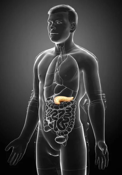 Återgiven Medicinskt Korrekt Illustration Manlig Bukspottkörtel — Stockfoto