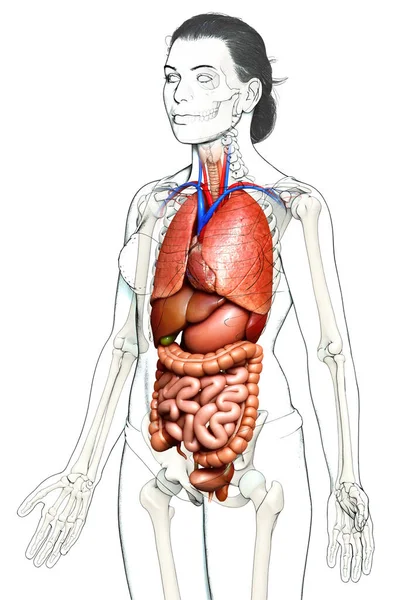 Reso Illustrazione Clinicamente Accurata Organi Interni Femminili — Foto Stock