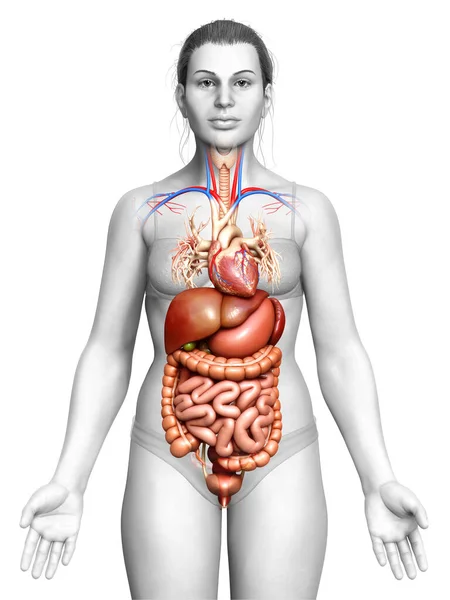Оказана Медицинская Точная Иллюстрация Женской Пищеварительной Системы Сердца — стоковое фото