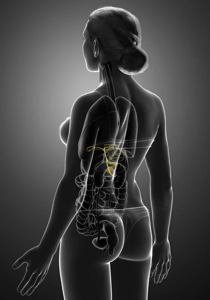 Medisch Nauwkeurige Illustratie Van Vrouwelijke Organen Galblaas Anatomie — Stockfoto