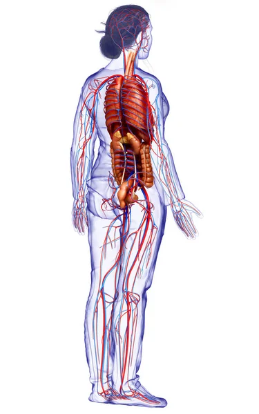 Provedená Lékařsky Přesná Ilustrace Ženského Oběhového Systému Vnitřních Orgánů — Stock fotografie