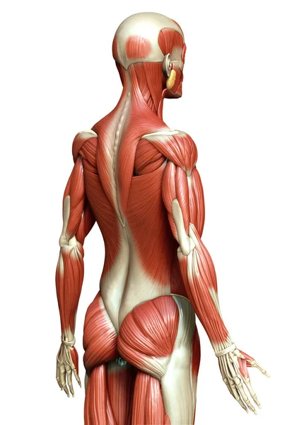 Renderizado Ilustração Medicamente Precisa Sistema Muscular Masculino — Fotografia de Stock