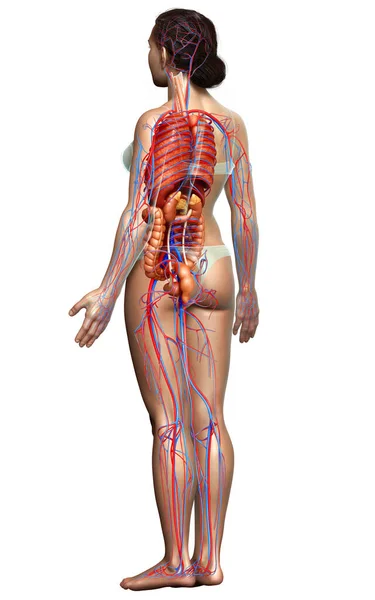 Reso Illustrazione Clinicamente Accurata Del Sistema Circolatorio Femminile Degli Organi — Foto Stock