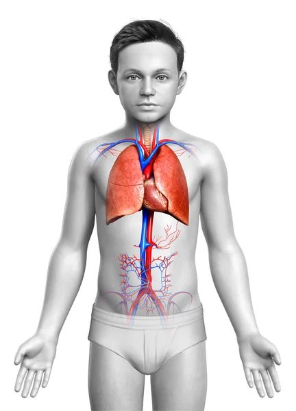 Рендеринг Медицинская Точная Иллюстрация Анатомии Легких Мальчика — стоковое фото