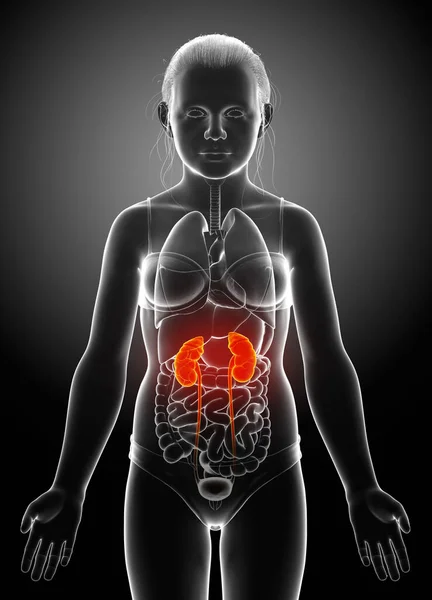 Оказана Медицински Точная Иллюстрация Молодой Девушки Выделенные Почки Мочевыделительной Системы — стоковое фото