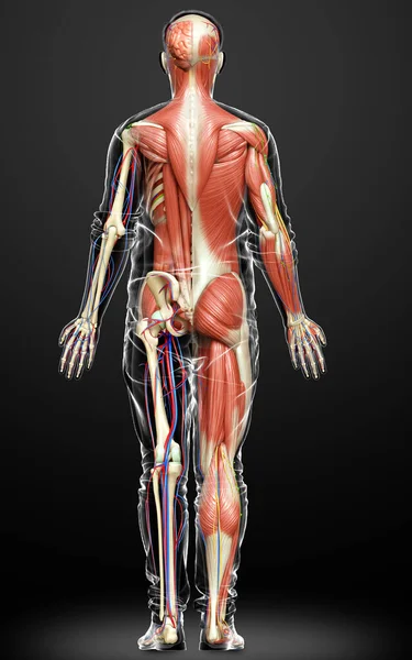 Оказали Медицинскую Точность Мужской Анатомии — стоковое фото