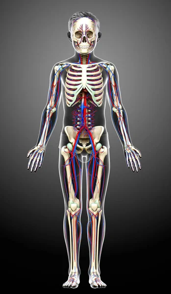 3Dは 少年循環と骨格系の医学的に正確なイラストをレンダリングしました — ストック写真
