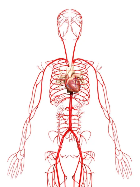 3D对动脉进行了准确的医学描述 — 图库照片