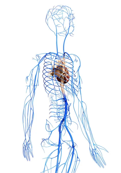 Renderizado Ilustración Médicamente Precisa Las Venas — Foto de Stock