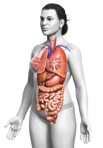 Rendered Medically Accurate Illustration Female Internal Organs — Stock Photo, Image