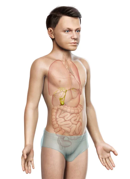 Lékařsky Přesné Ilustrace Mladého Chlapce Varhany Žlučník Anatomie — Stock fotografie
