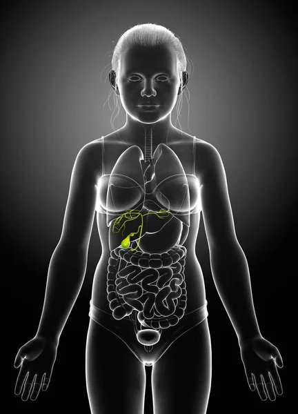 Renderowane Medycznie Dokładna Ilustracja Młodej Dziewczyny Organy Pęcherzyka Żółciowego Anatomia — Zdjęcie stockowe