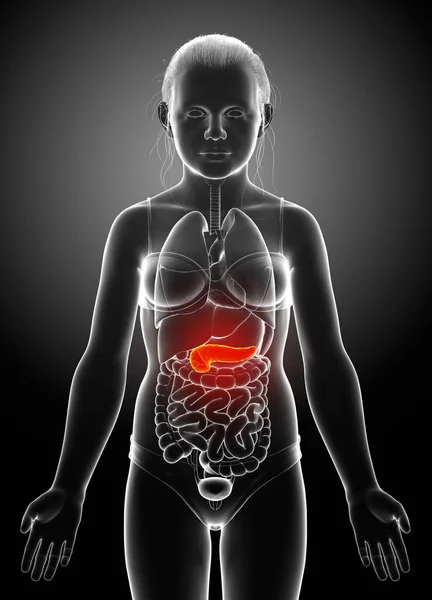 Gerenderte Medizinisch Korrekte Illustration Eines Jungen Mädchens Mit Bauchspeicheldrüse — Stockfoto