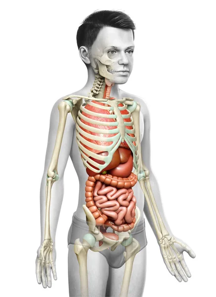 Rendered Medically Accurate Illustration Boy Internal Organs Skeleton Syste — Stock Photo, Image