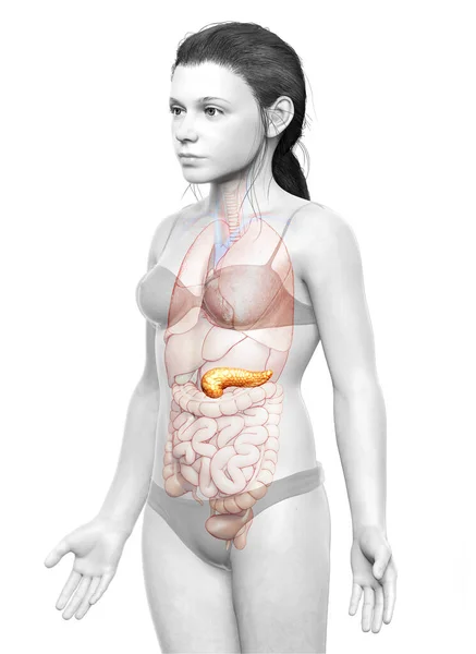 Weergegeven Medisch Nauwkeurige Illustratie Van Een Jong Meisje Alvleesklier — Stockfoto