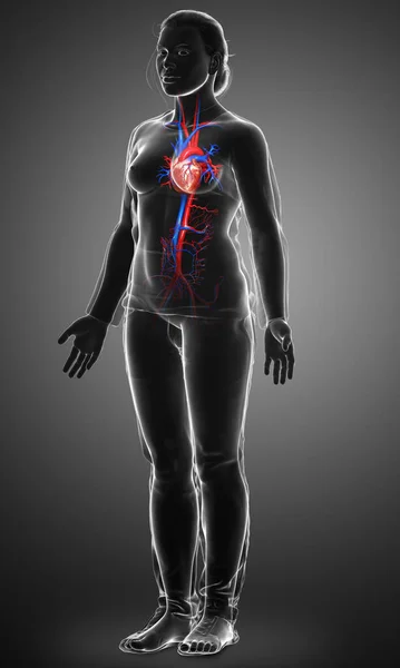 Rendered Medically Accurate Illustration Female Heart — Stock Photo, Image