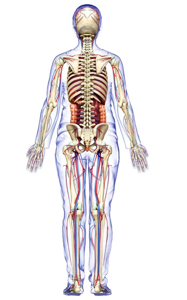 Medisch Nauwkeurige Illustratie Van Vrouwelijke Inwendige Organen Skelet Bloedsomloop — Stockfoto