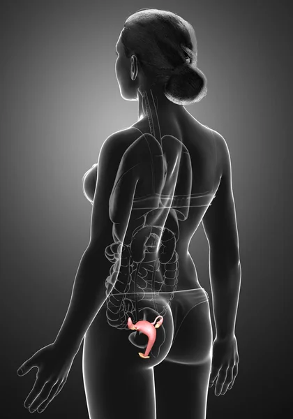 Medisch Nauwkeurige Illustratie Van Vrouwelijke Baarmoeder Anatomie — Stockfoto