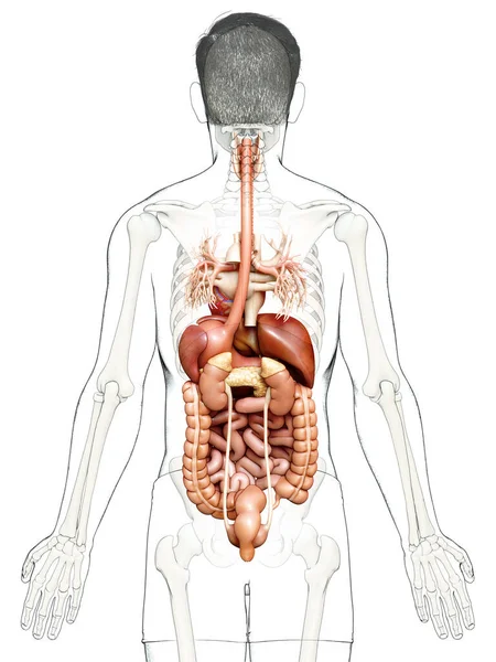 Renderizado Ilustración Médicamente Precisa Del Sistema Digestivo Masculino Corazón —  Fotos de Stock