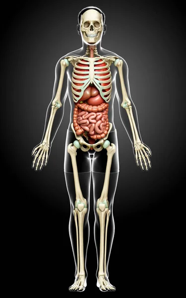 Medisch Nauwkeurige Illustratie Van Mannelijke Inwendige Organen Skelet Systeem — Stockfoto