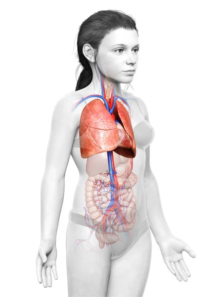 Vykreslené Lékařsky Přesné Ilustrace Mladého Chlapce Plicní Anatomie — Stock fotografie