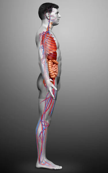 Reso Illustrazione Clinicamente Accurata Del Sistema Circolatorio Maschile Degli Organi — Foto Stock