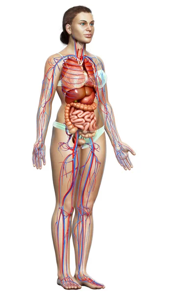 Medisch Nauwkeurige Illustratie Van Vrouwelijke Inwendige Organen Bloedsomloop — Stockfoto